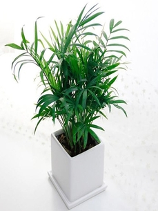 北仑绿植出租公司 北仑绿植出租公司